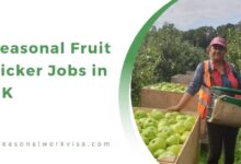 Seasonal Fruit Picker Jobs in UK