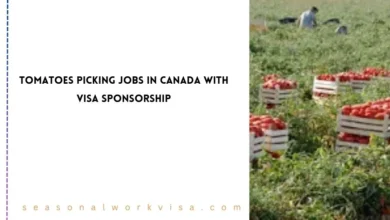 Tomatoes Picking Jobs in Canada