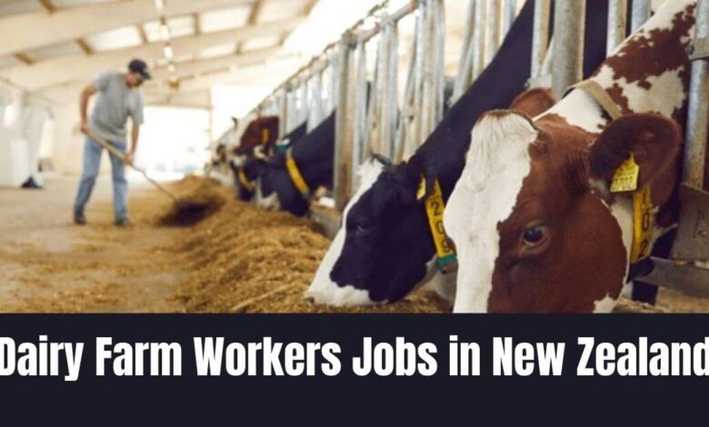 Dairy Farm Workers Jobs in New Zealand