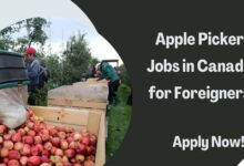 Apple Picker Jobs in Canada for Foreigners