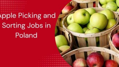 Apple Picking and Sorting Jobs in Poland