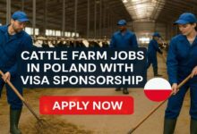 Cattle Farm Jobs in Poland with Visa Sponsorship
