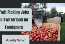 Fruit Picking Jobs in Switzerland for Foreigners