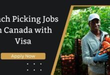 Peach Picking Jobs in Canada with Visa