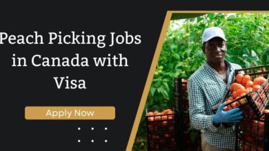 Peach Picking Jobs in Canada with Visa