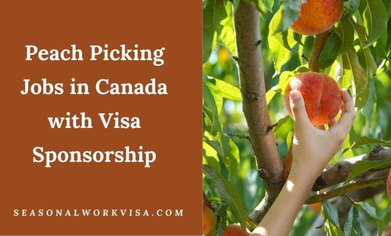 Peach Picking Jobs in Canada with Visa Sponsorship