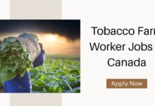 Tobacco Farm Worker Jobs in Canada