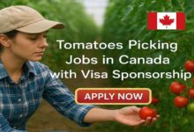 Tomatoes Picking Jobs in Canada