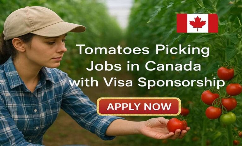 Tomatoes Picking Jobs in Canada