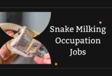 Snake Milking Occupation Jobs