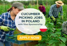 Cucumber Picking Jobs in Poland