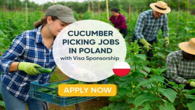 Cucumber Picking Jobs in Poland with Visa Sponsorship