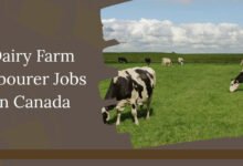 Dairy Farm Labourer Jobs in Canada