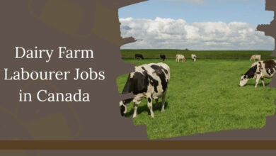 Dairy Farm Labourer Jobs in Canada