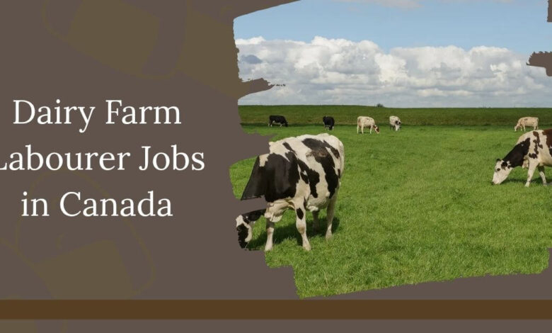 Dairy Farm Labourer Jobs in Canada