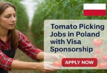 Tomato Picking Jobs in Poland with Visa Sponsorship