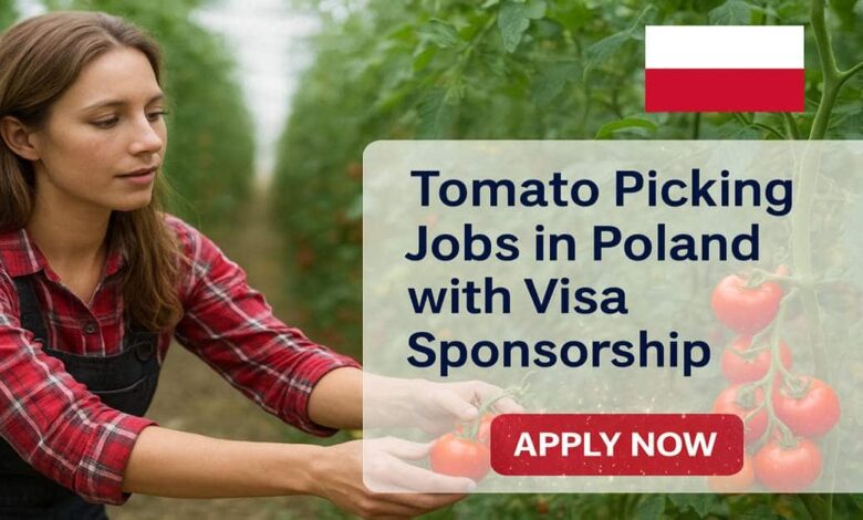 Tomato Picking Jobs in Poland with Visa Sponsorship