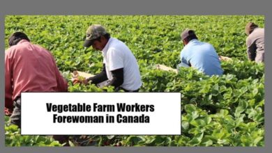 Vegetable Farm Workers Forewoman in Canada Visa Sponsorship