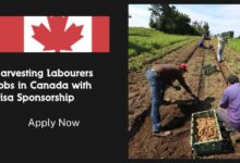 Harvesting Labourers Jobs in Canada with Visa Sponsorship