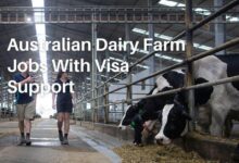 Australian Dairy Farm Jobs With Visa Support