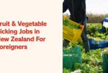 Fruit & Vegetable Picking Jobs in New Zealand