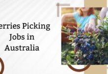 Berries Picking Jobs in Australia