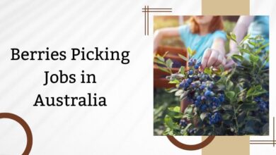 Berries Picking Jobs in Australia