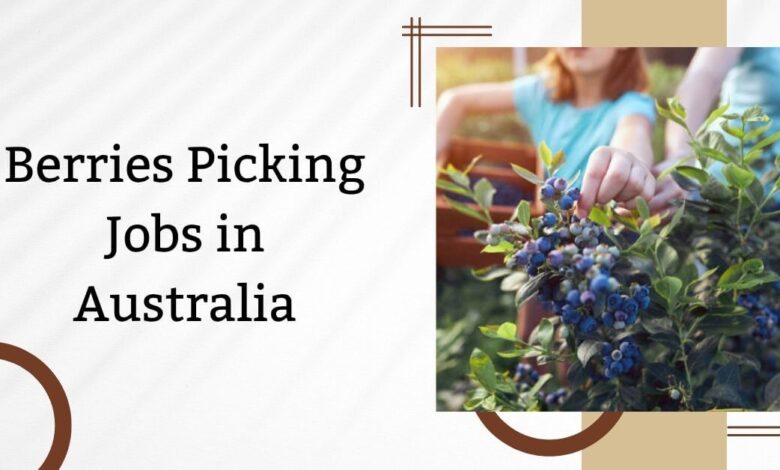 Berries Picking Jobs in Australia