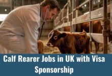 Calf Rearer Jobs in UK