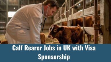 Calf Rearer Jobs in UK with Visa Sponsorship