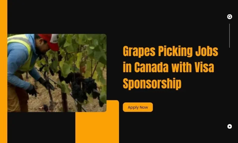 Grapes Picking Jobs in Canada