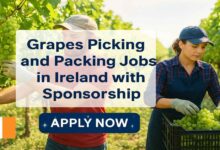 Grapes Picking and Packing Jobs in Ireland