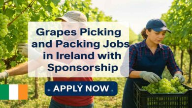 Grapes Picking and Packing Jobs in Ireland with Sponsorship