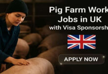 Pig Farm Jobs In UK With Visa Sponsorship