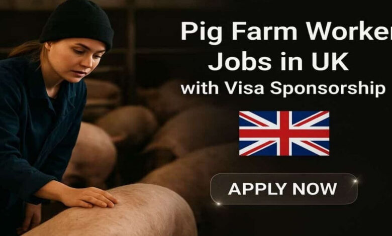 Pig Farm Jobs In UK With Visa Sponsorship