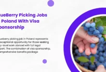 BlueBerry Picking Jobs in Poland