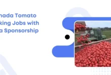 Canada Tomato Picking Jobs