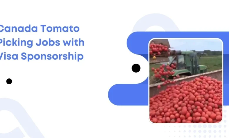 Canada Tomato Picking Jobs
