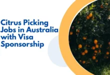 Citrus Picking Jobs in Australia