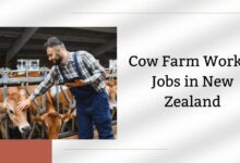 Cow Farm Worker Jobs in New Zealand