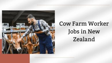 Cow Farm Worker Jobs in New Zealand