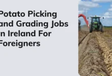 Potato Picking and Grading Jobs in Ireland
