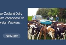 New Zealand Dairy Farm Vacancies For Foreign Workers