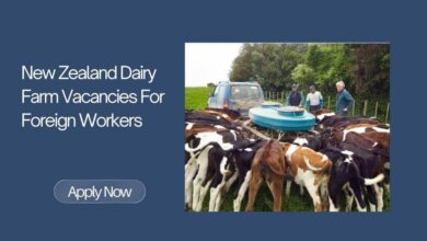 New Zealand Dairy Farm Vacancies For Foreign Workers