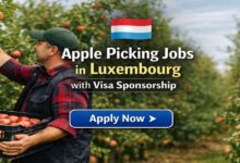 Apple Picking Jobs in Luxembourg with Visa Sponsorship