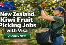 New Zealand Kiwi Fruit Picking Jobs with Visa