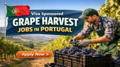 Visa Sponsored Grape Harvest Jobs in Portugal