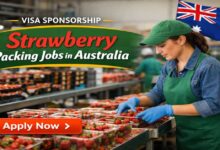 Visa Sponsorship Strawberry Packing Jobs in Australia
