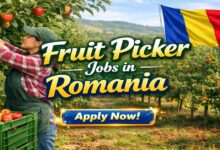 Fruit Picker Jobs in Romania