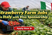 Strawberry Farm Jobs in Italy with Visa Sponsorship